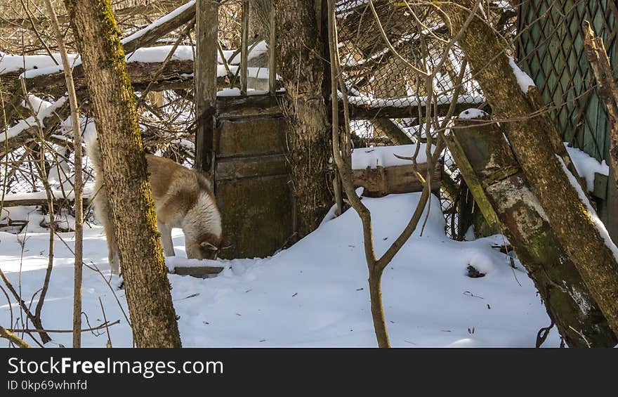 Snow, Winter, Branch, Tree