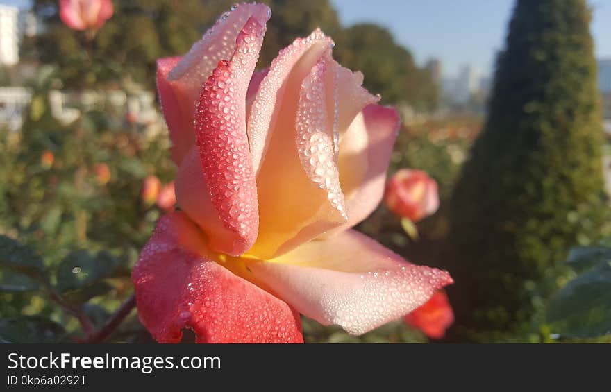 Pink, Flower, Rose Family, Flora