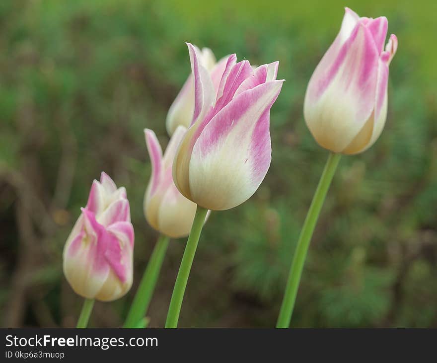 Flower, Plant, Tulip, Wildflower