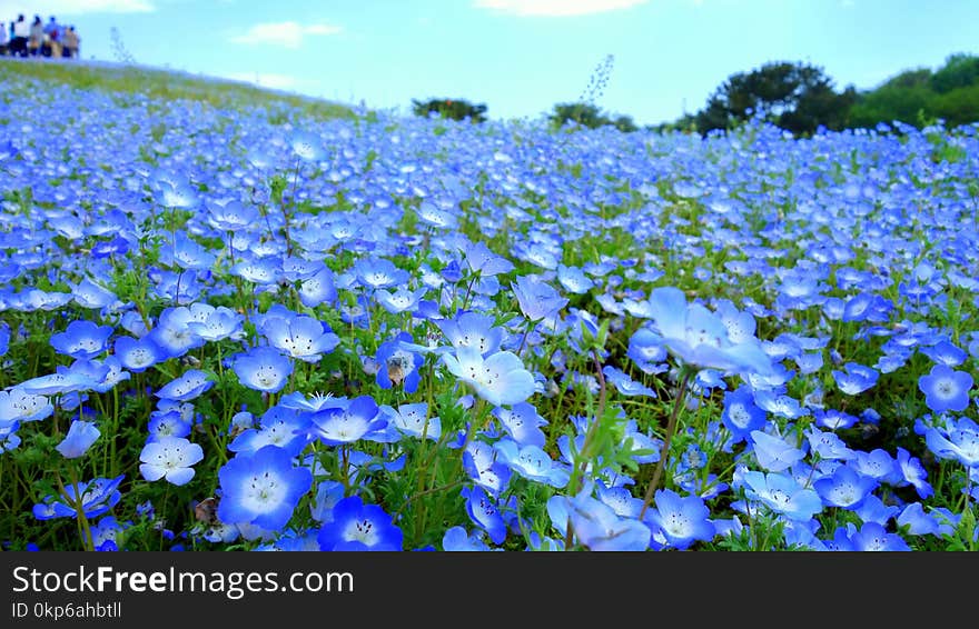 Blue, Flower, Plant, Field