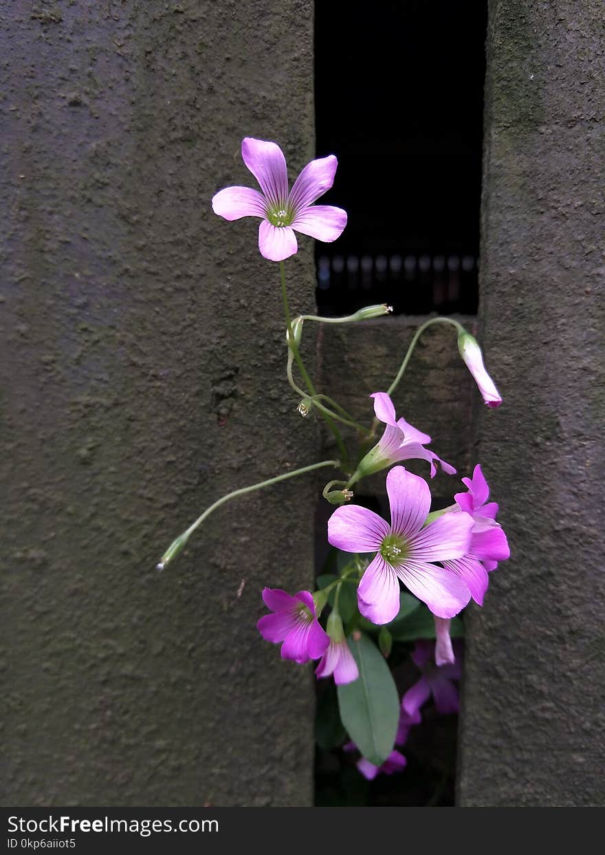 Flower, Flora, Plant, Purple