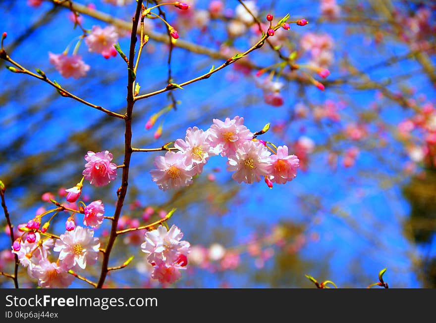 Blossom, Spring, Branch, Pink