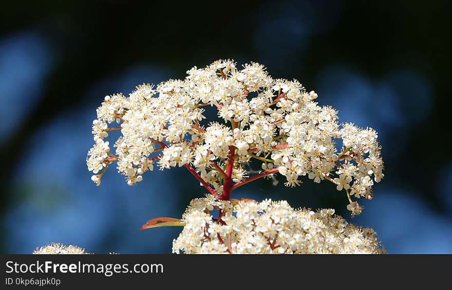 Flora, Flower, Spring, Blossom