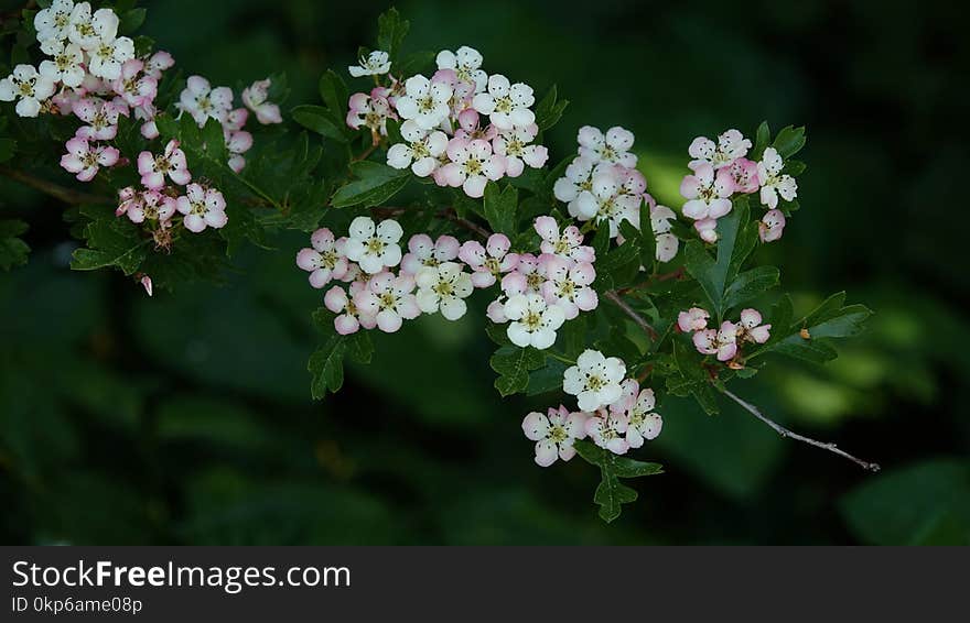 Flower, Plant, Flora, Cow Parsley