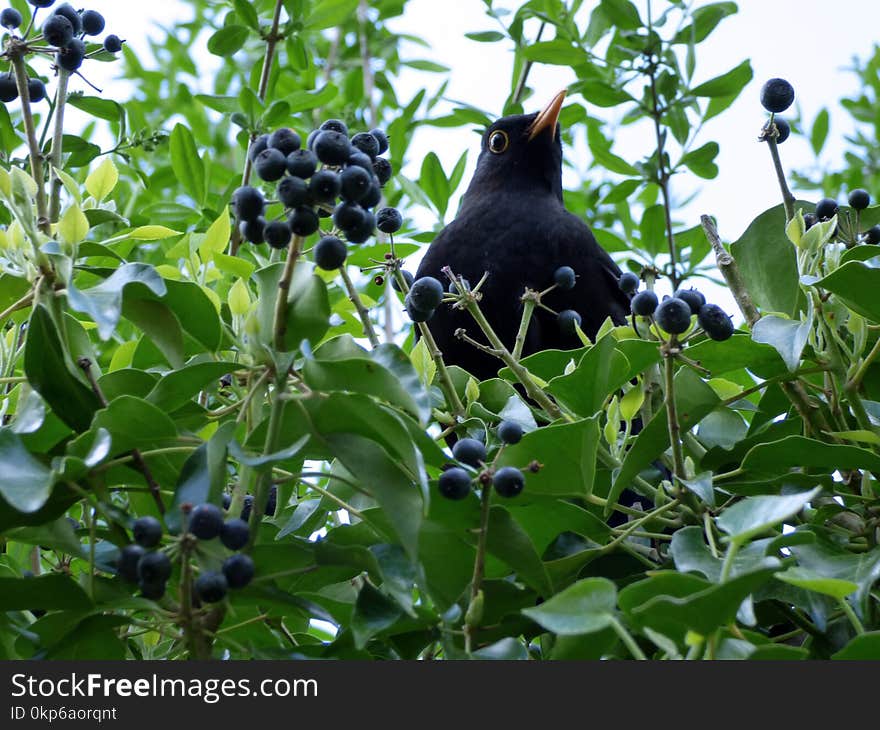 Plant, Bird, Fruit, Tree