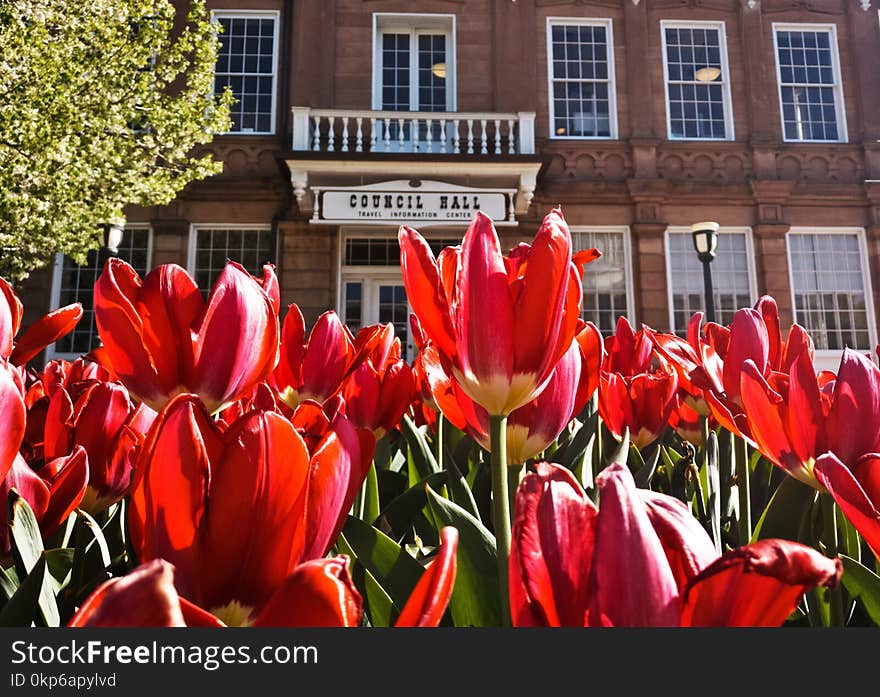 Flower, Plant, Flowering Plant, Red