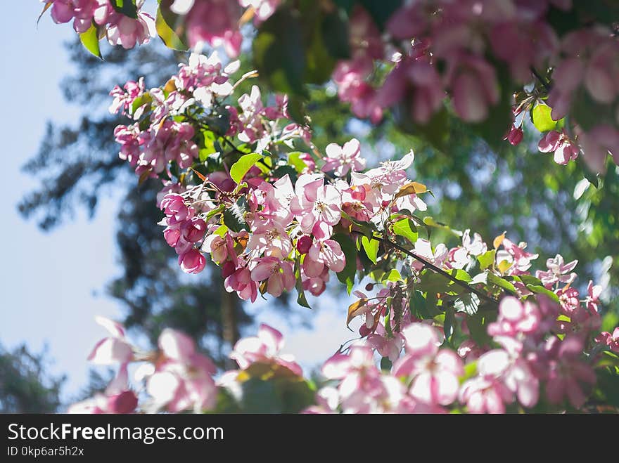 Blossom, Pink, Flower, Branch