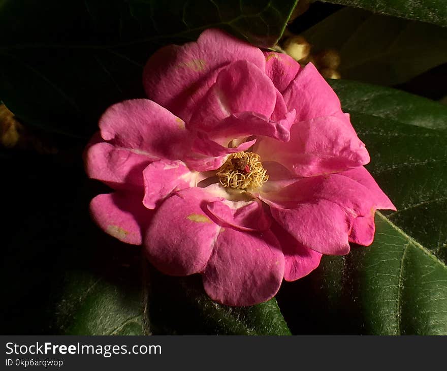 Flower, Pink, Rose Family, Flowering Plant