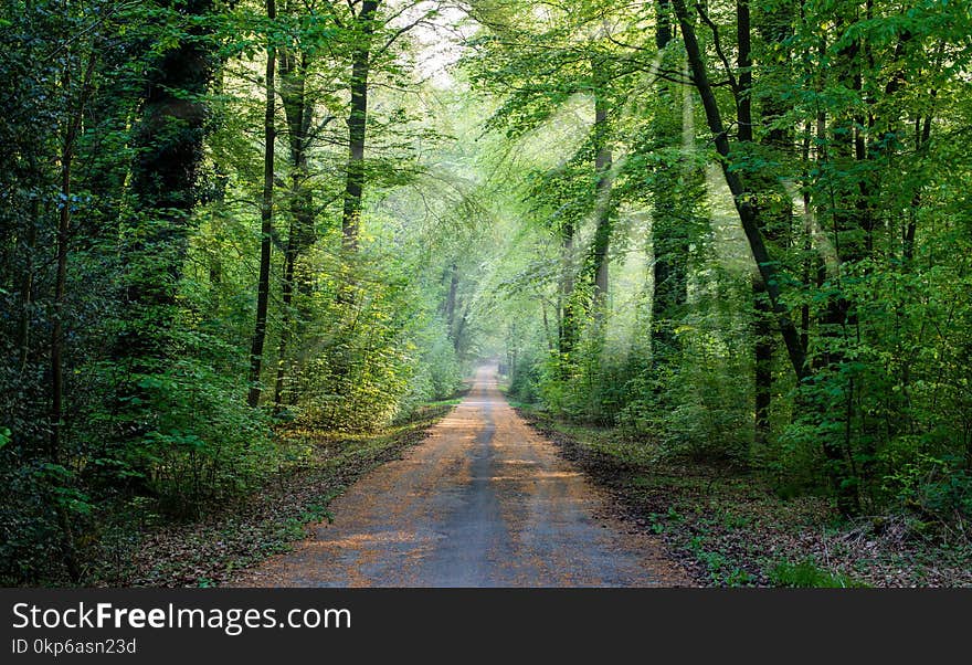 Forest, Woodland, Path, Nature