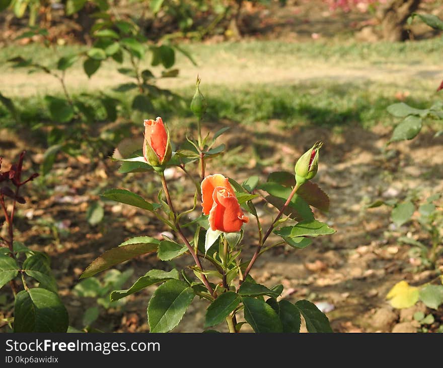 Plant, Flower, Vegetation, Flora