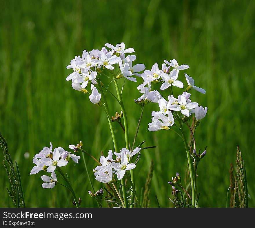 Flower, Plant, Flora, Spring