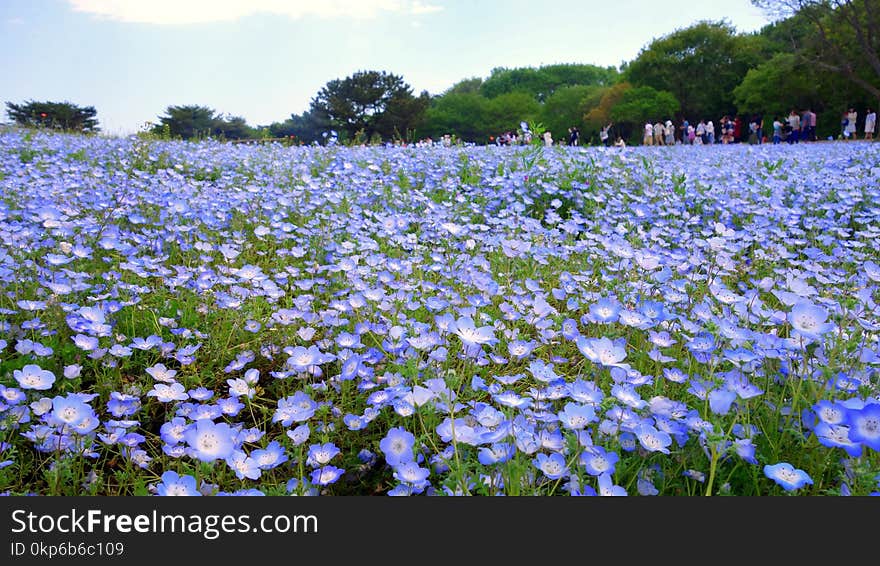 Flower, Plant, Field, Flowering Plant