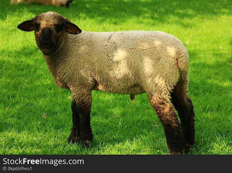 Sheep, Pasture, Grassland, Grass