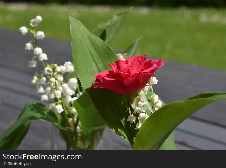 Flower, Plant, Flowering Plant, Petal