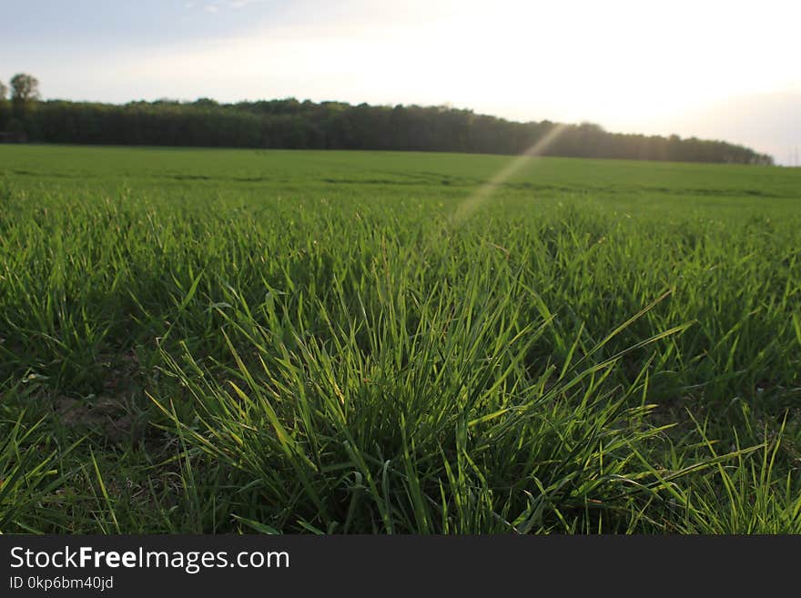 Field, Crop, Agriculture, Grassland