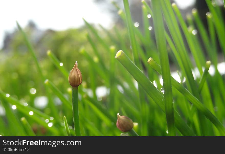 Vegetation, Bud, Grass, Close Up