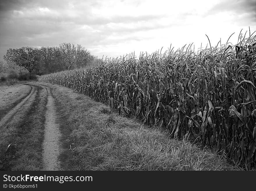 Black And White, Tree, Monochrome Photography, Field