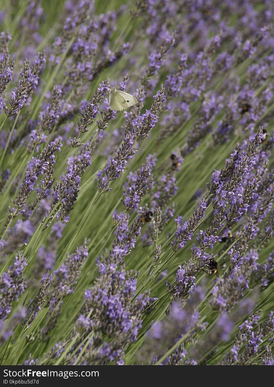 English Lavender, Lavender, Plant, Flower