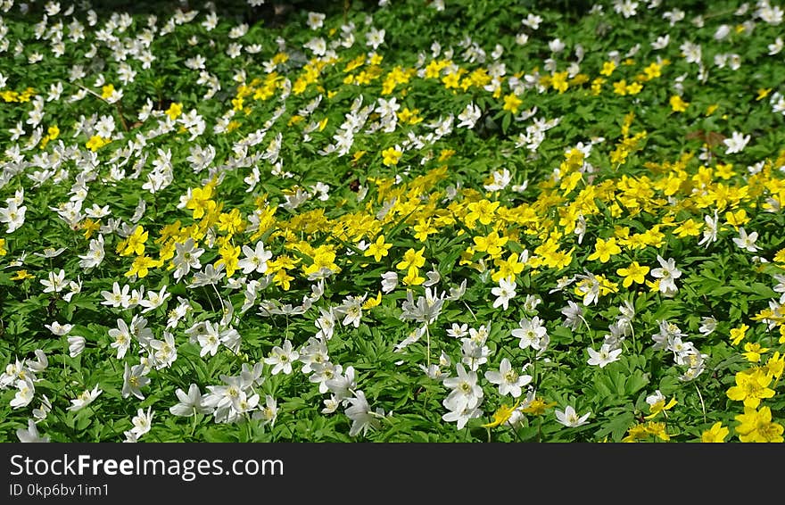 Flower, Plant, Yellow, Flora