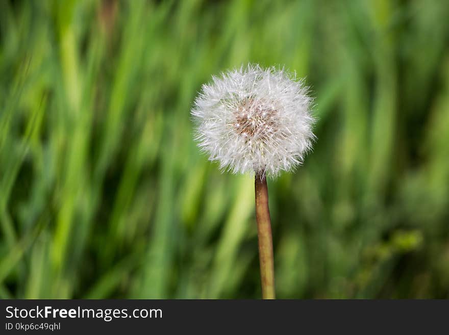 Flower, Dandelion, Flora, Grass