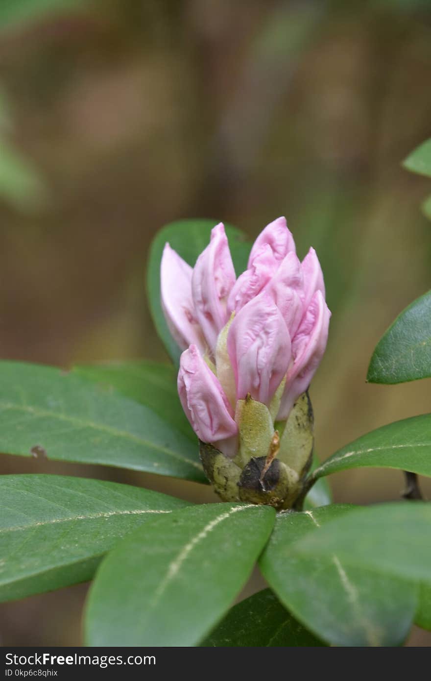 Plant, Flower, Flora, Shrub