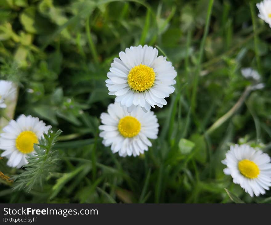 Flower, Chamaemelum Nobile, Flora, Plant