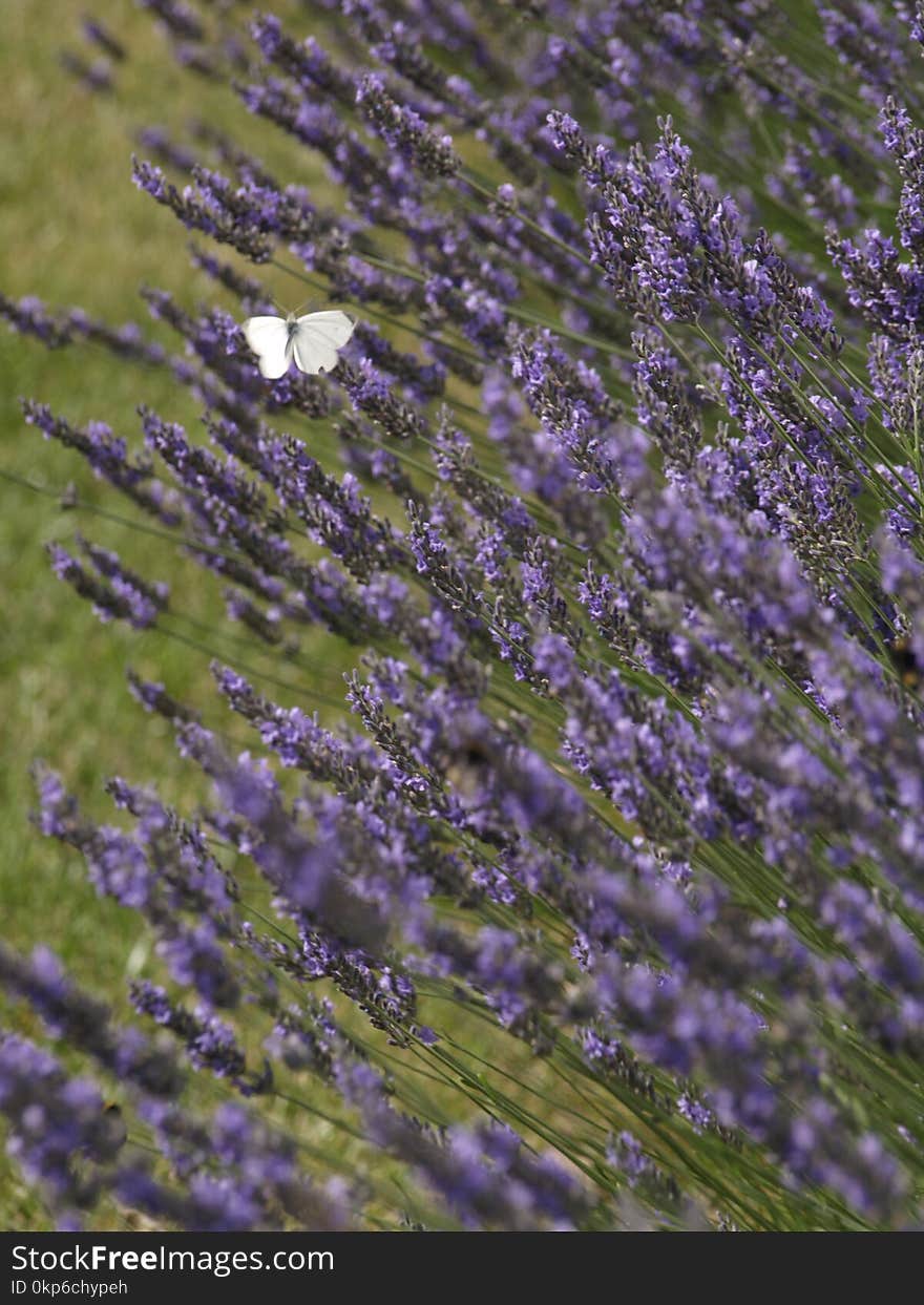 English Lavender, Flower, Lavender, Plant