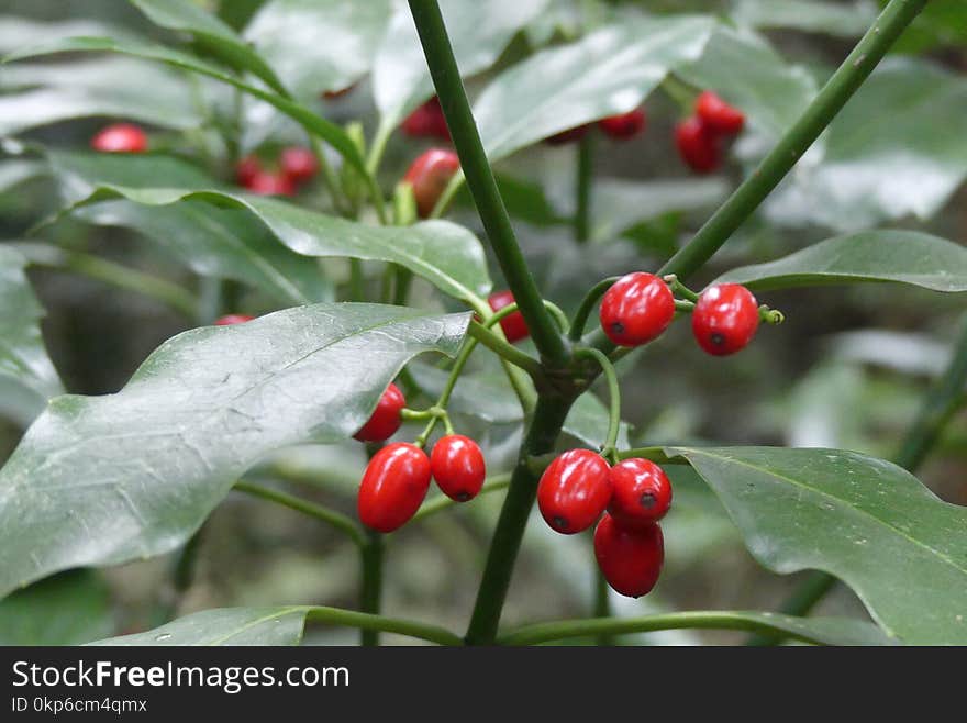 Plant, Aquifoliaceae, Berry, Buffaloberries