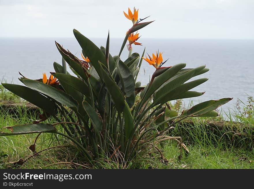 Plant, Flower, Flora, Vegetation