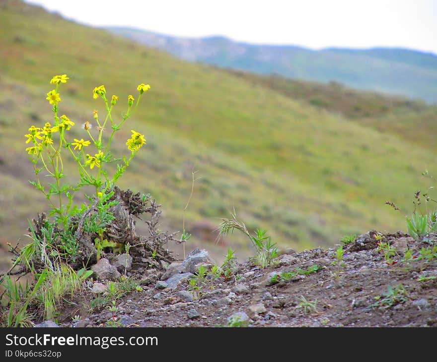 Vegetation, Ecosystem, Shrubland, Grassland