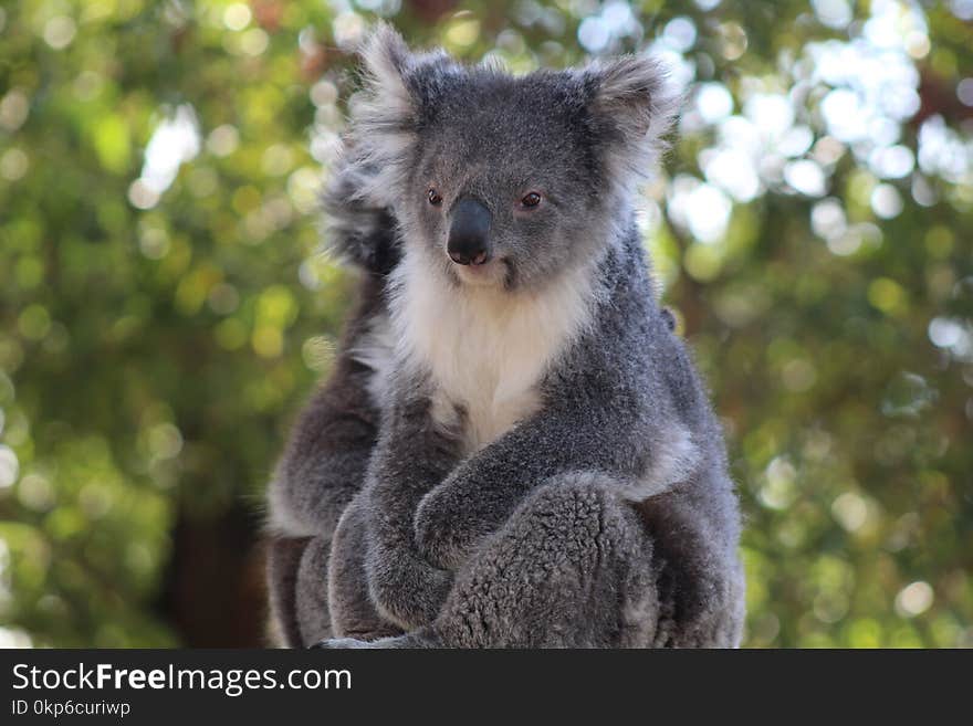 Koala, Mammal, Fauna, Terrestrial Animal