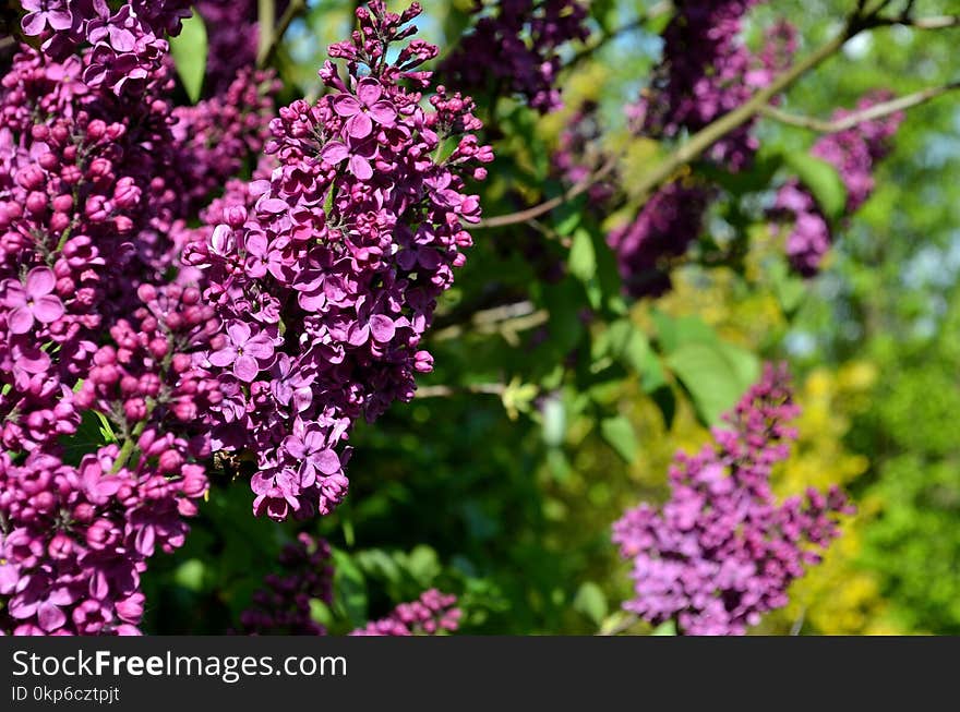 Flower, Plant, Purple, Lilac