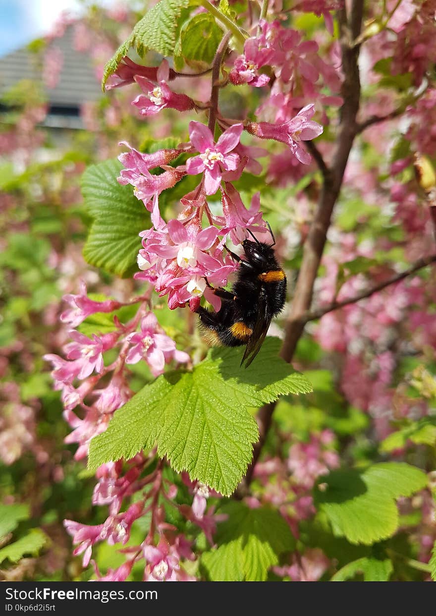 Bee, Flora, Spring, Pollinator