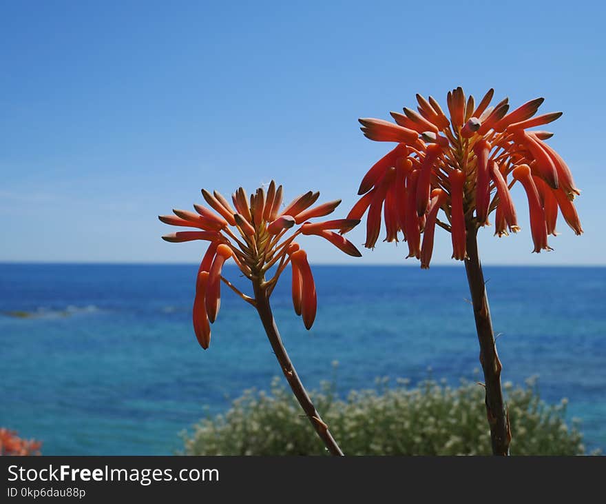 Sky, Flora, Plant, Flower