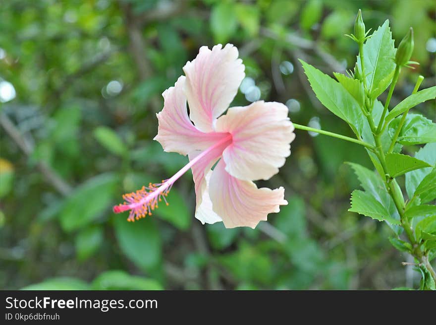 Flower, Plant, Flowering Plant, Flora