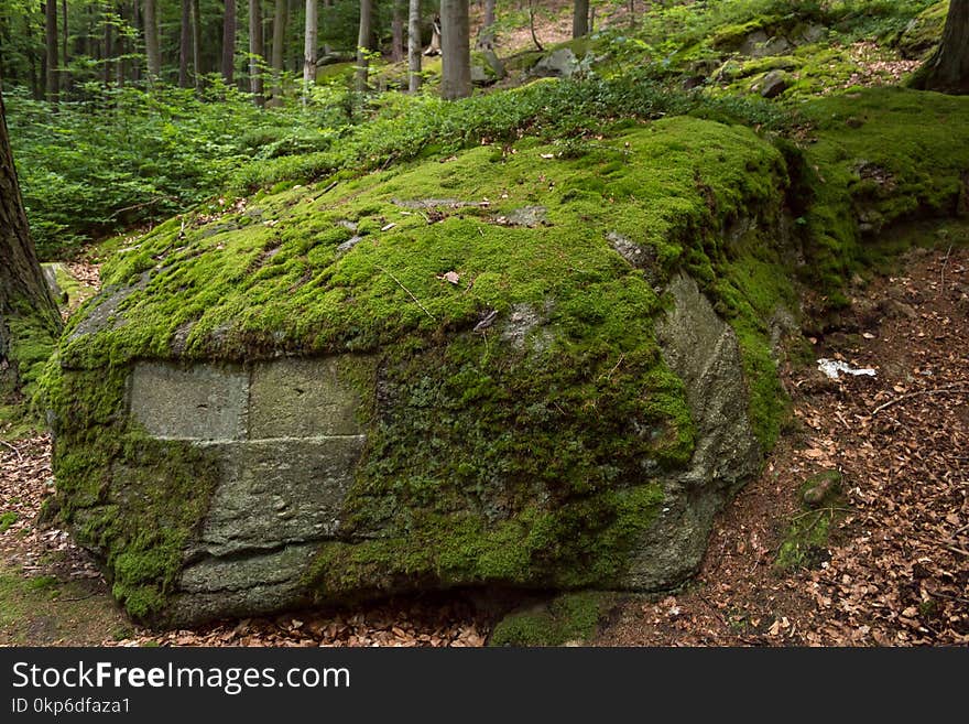 Vegetation, Moss, Nature Reserve, Rock