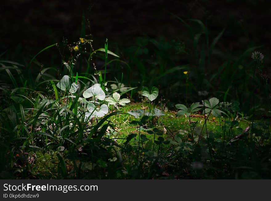 Vegetation, Flora, Leaf, Plant