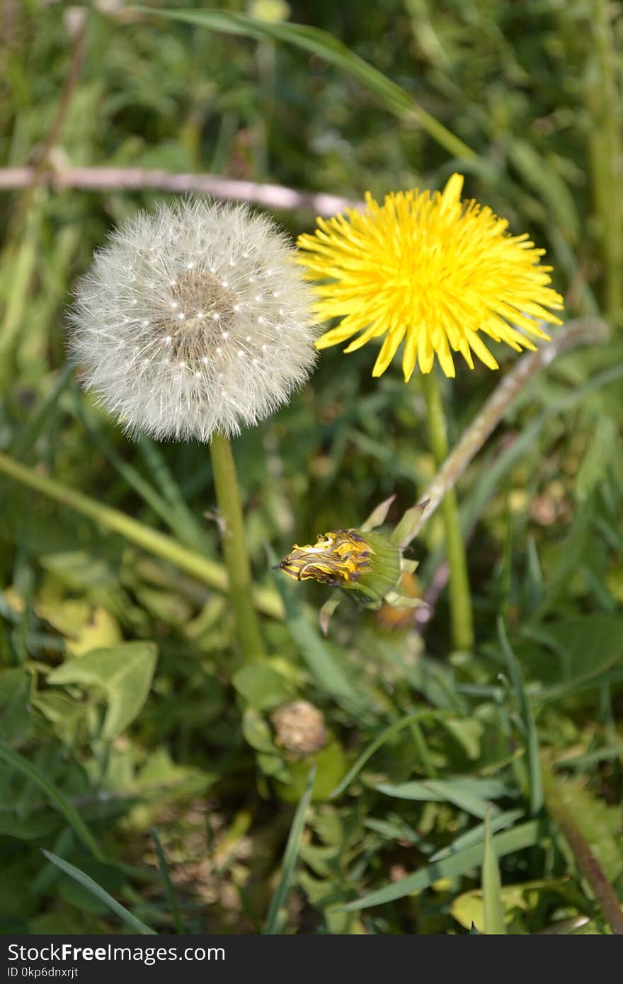 Flower, Dandelion, Sow Thistles, Flora