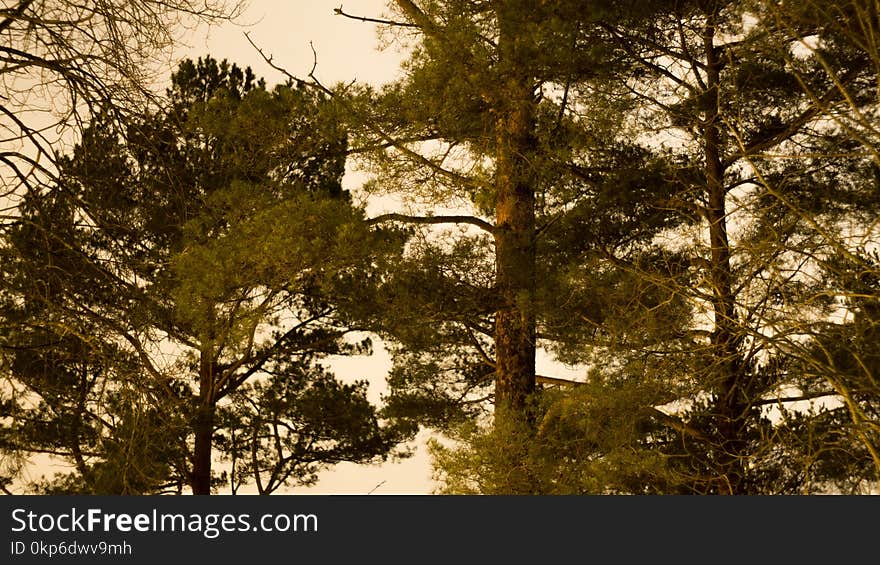 Tree, Branch, Sky, Sunlight