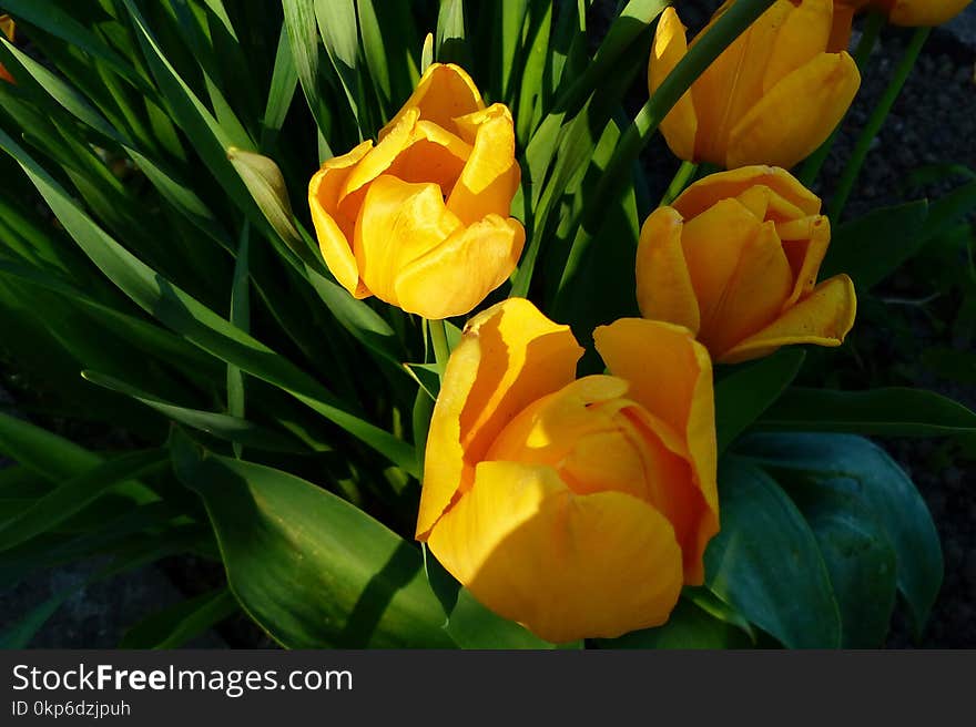 Flower, Plant, Yellow, Flowering Plant