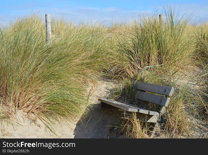 Ecosystem, Vegetation, Nature Reserve, Grass