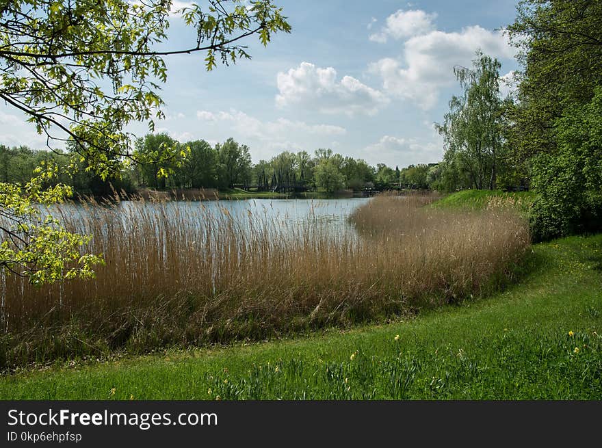 Nature Reserve, Bank, Vegetation, Water