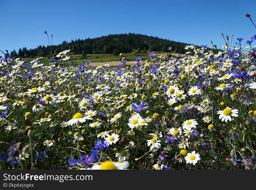 Flower, Plant, Flora, Wildflower