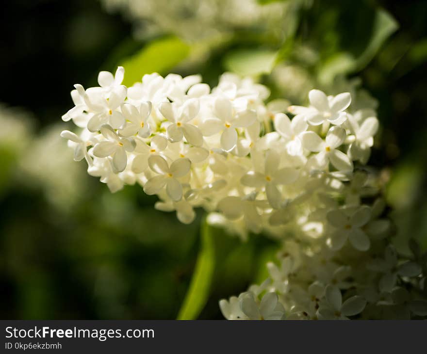 Flower, Plant, Spring, Hydrangea