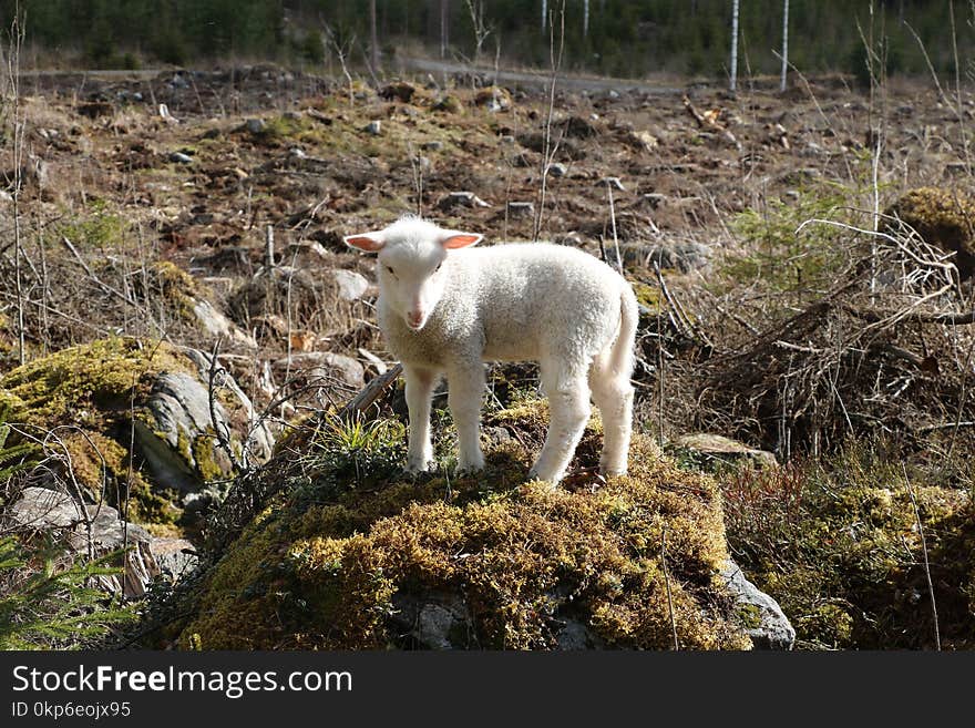 Wildlife, Mountain Goat, Grass, Sheep