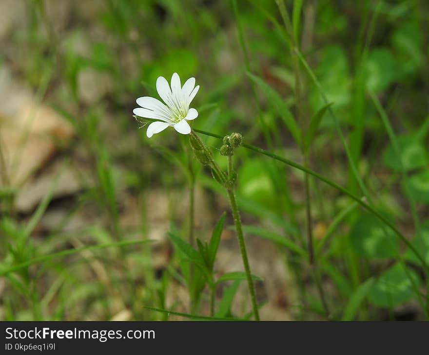 Flower, Flora, Plant, Grass