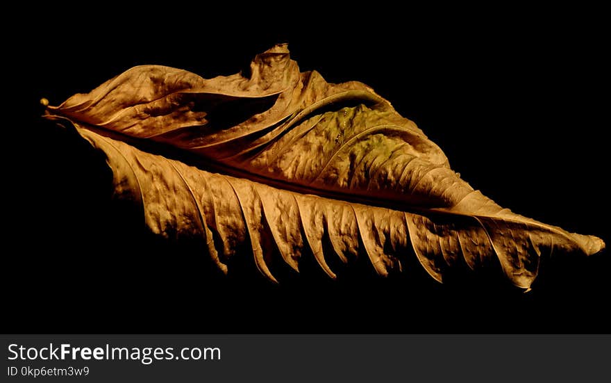 Leaf, Organism, Formation, Still Life Photography