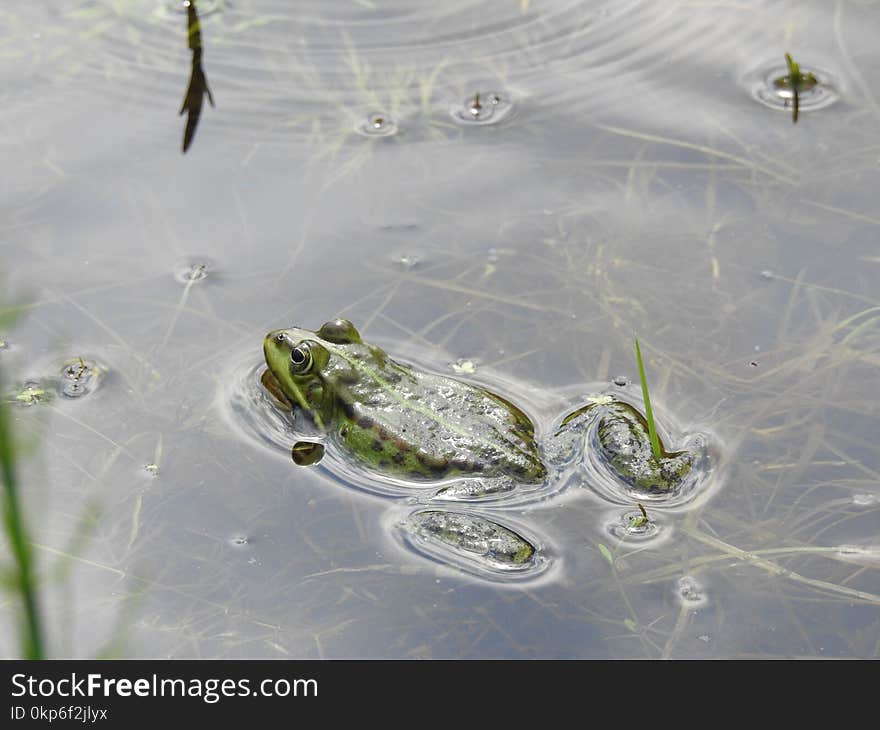 Water, Organism, Amphibian, Freezing