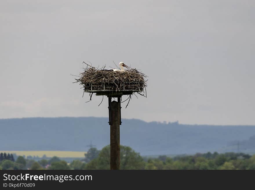 Bird, Stork, Ciconiiformes, Sky