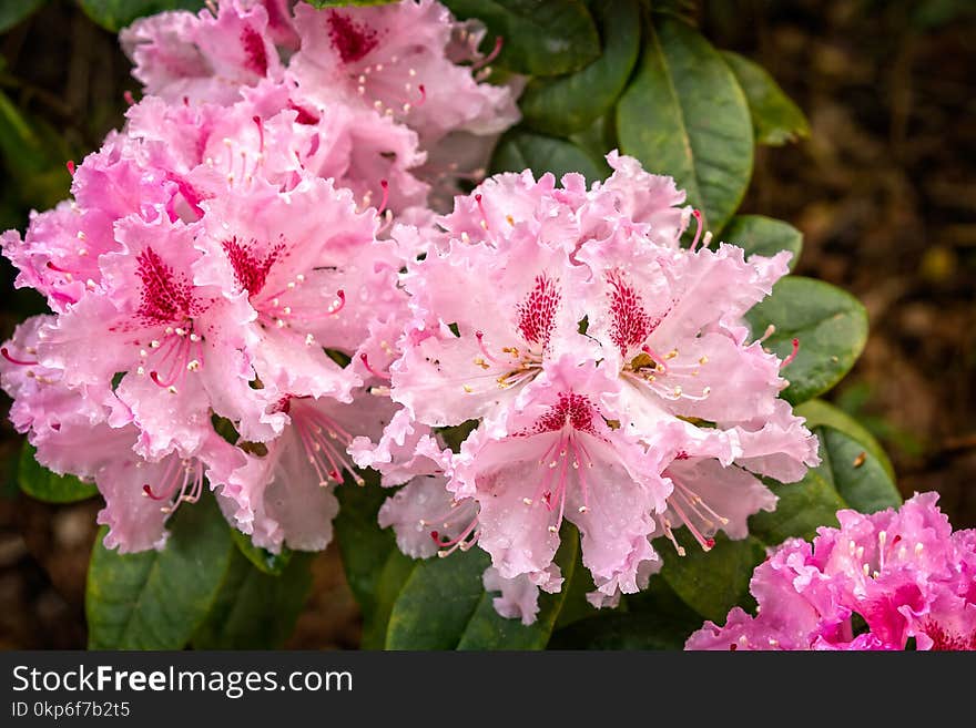 Flower, Plant, Pink, Flowering Plant